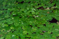Grote waternavel