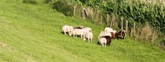Beweidingsverbod en GD