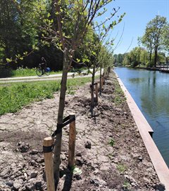 Bomen op de vernieuwde oever in Park Oudegein