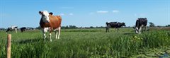 Koeien in het weiland