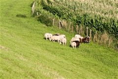 Schapen op de dijk